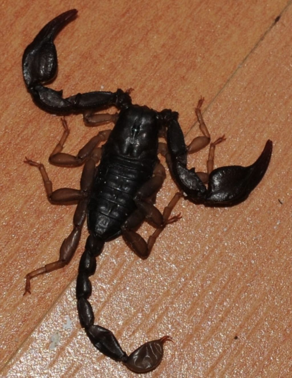 Euscorpius italicus da Miasino, Piemonte